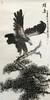 杨庭良-真迹- 国画动物《雄鹰》 办公室 书房  玄关 商品缩略图1