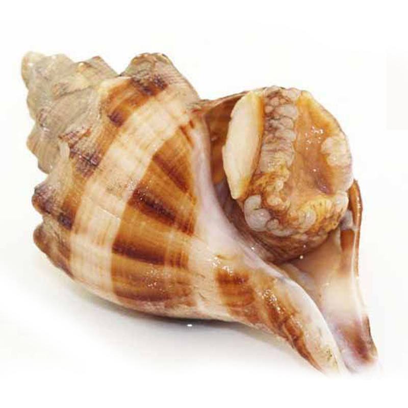 ʻ ()