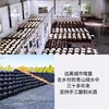 宏丰精选  客家小酒窝鲜酿米酒620ml 290ml 手工自酿糯米酒 商品缩略图4