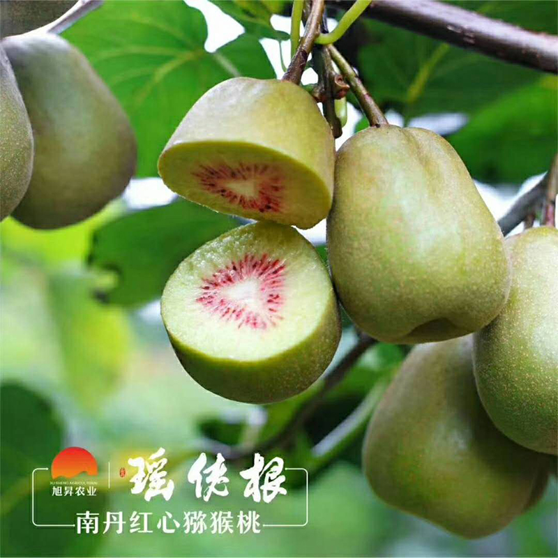 广西河池 南丹红心猕猴桃/奇异果 应季水果现摘发货