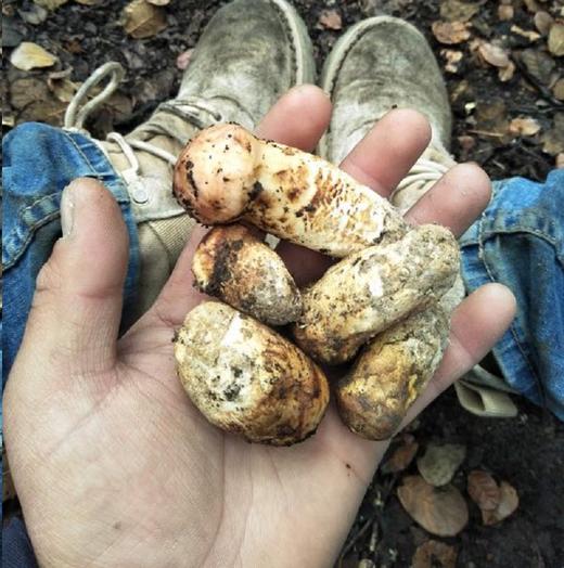 合作生产 | 雅鲁藏布大峡谷松茸 *Coproduction | Yarlung Tsangpo Grand Canyon Matsutake 商品图1