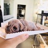 沙皮狗（冰淇淋慕斯蛋糕）无现货，提前2天预定 商品缩略图2