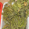 无公害 菱母菜（5元/份/半斤） 商品缩略图0