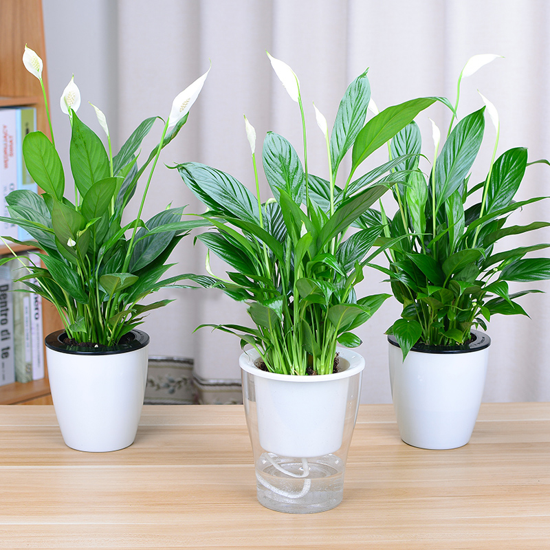 白掌白鹤芋一帆风顺绿植盆栽办公室内客厅植物花卉吸