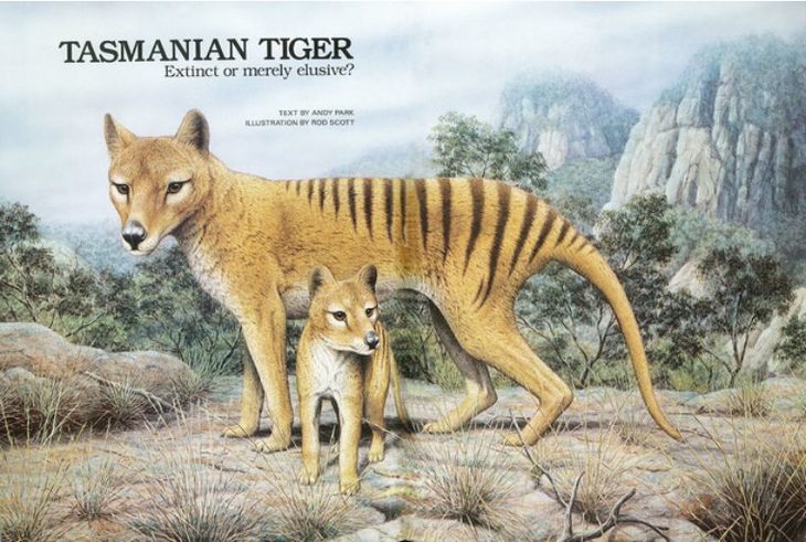 tasmanian tiger(塔斯马尼亚虎), 也称袋狼,塔斯马尼亚狼, 曾是澳洲