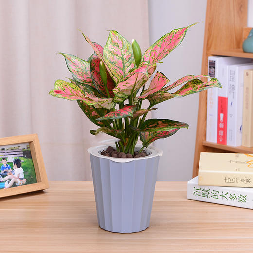 如意皇后万年青小盆栽绿植花卉办公桌防辐射桌面植物 商品图2