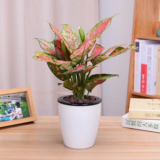 如意皇后万年青小盆栽绿植花卉办公桌防辐射桌面植物 商品图4