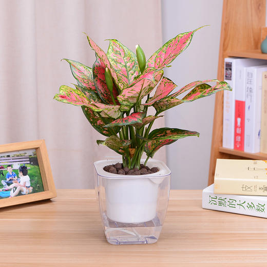如意皇后万年青小盆栽绿植花卉办公桌防辐射桌面植物 商品图3