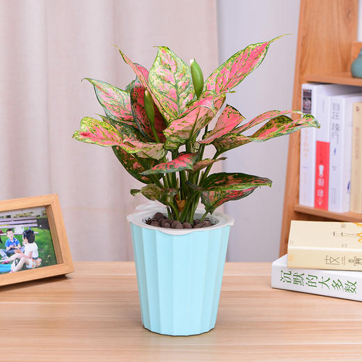 如意皇后万年青小盆栽绿植花卉办公桌防辐射桌面植物 商品图1