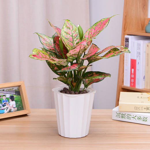 如意皇后万年青小盆栽绿植花卉办公桌防辐射桌面植物 商品图0