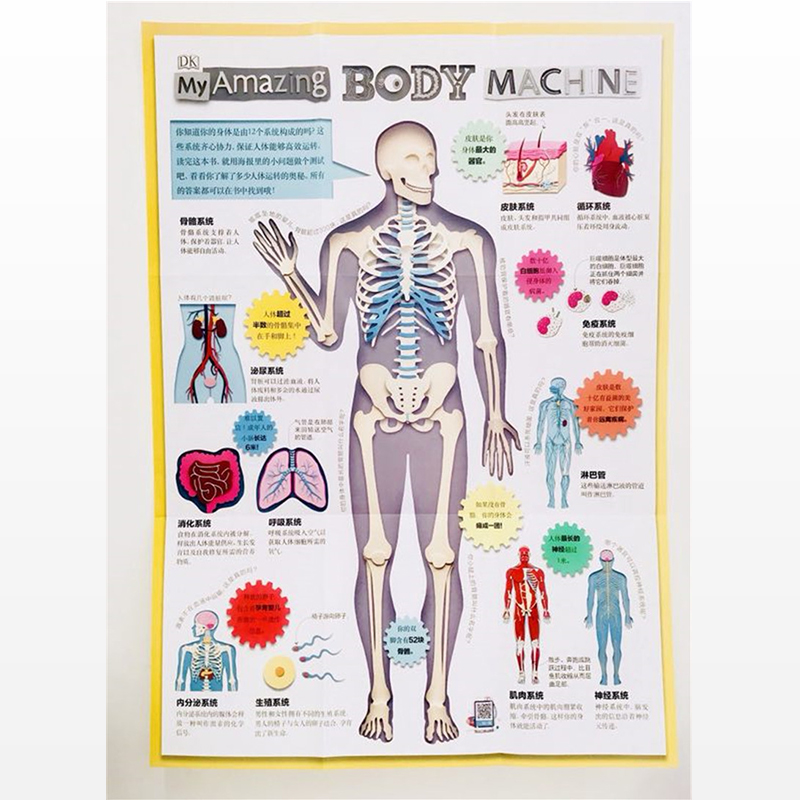 dk儿童人体百科:人体的奥秘