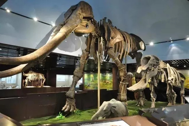 【博物课本游】走进古动物博物馆,探秘生命起源