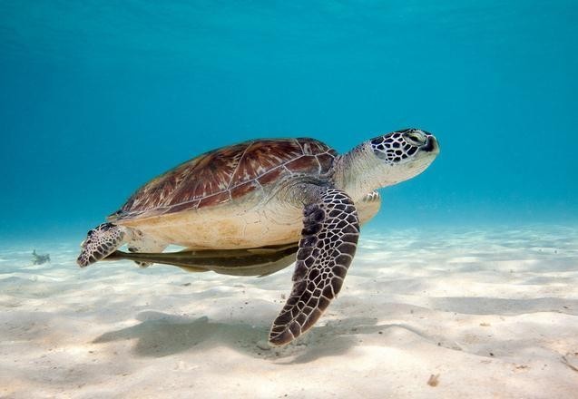 濒危动物保护主题冬令营:国际海龟"保卫队"