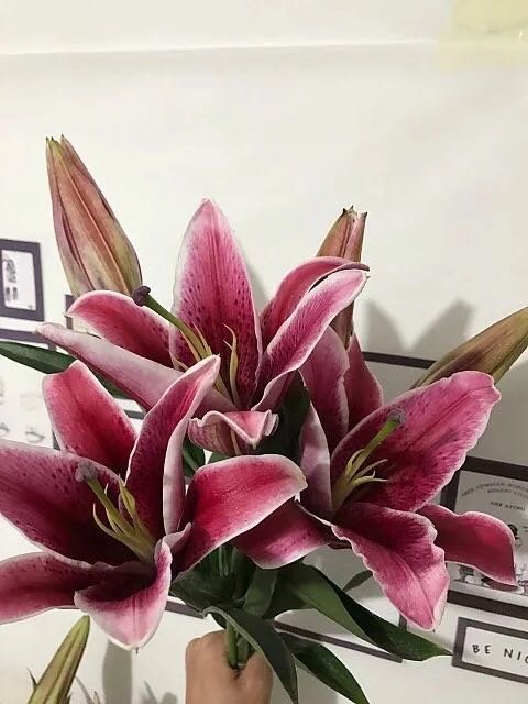 黑美人百合