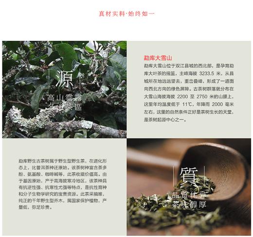 1680大雪山母树（熟茶）2014年357g 商品图2