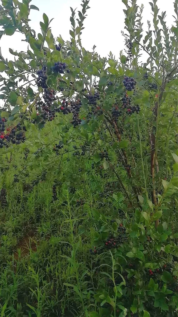 蓝莓树不做矮化,让其自然生长,虽然采摘不方便,但这没有违背自然规律.