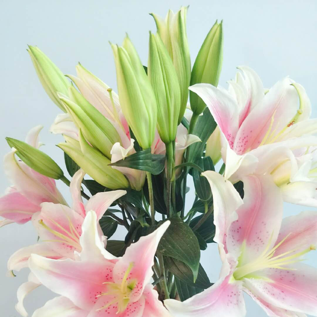 百合 索尔邦 3头
