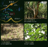 1680古树纯料—帕沙古树（2018年生茶） 商品缩略图3