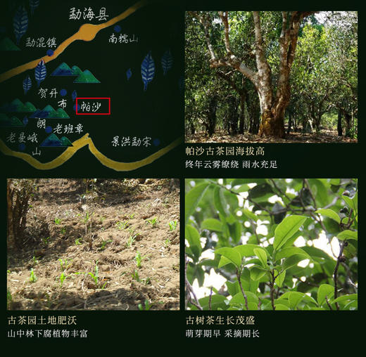 1680古树纯料—帕沙古树（2018年生茶） 商品图3