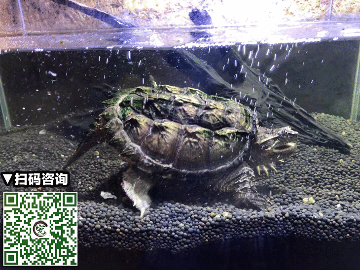 【宠物市集】精品 家养 中美拟鳄龟