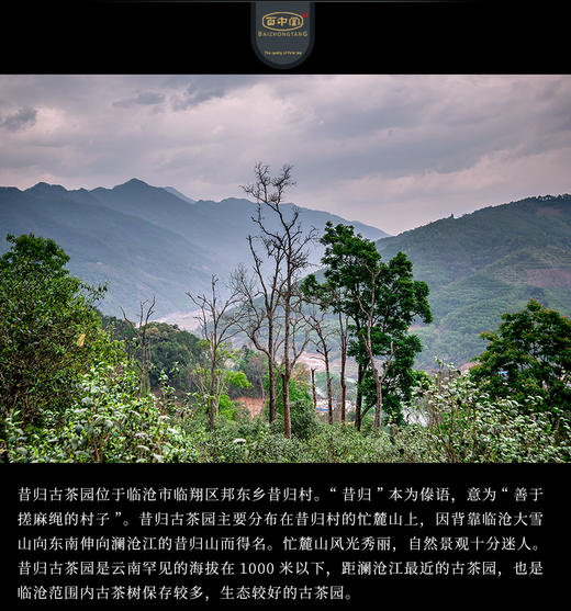 百中堂1680古树纯料—昔归古树（2018年生茶） 商品图4