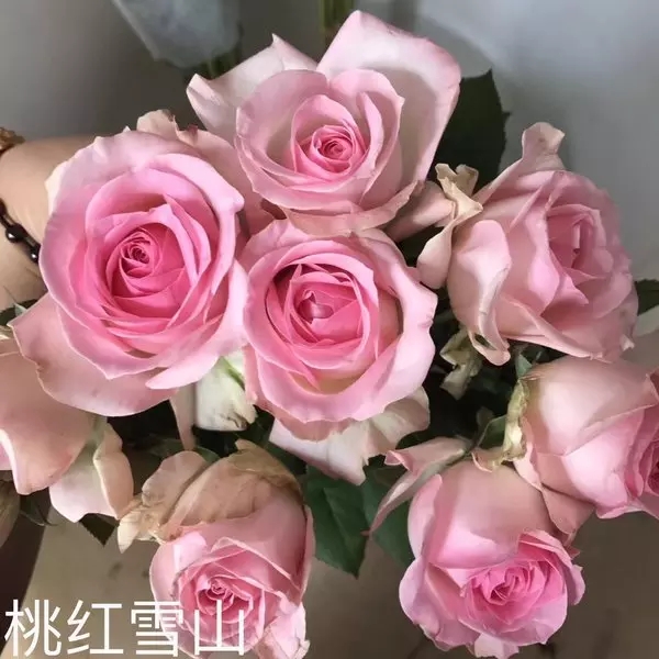 玫瑰-单头-桃红雪山-20枝/扎