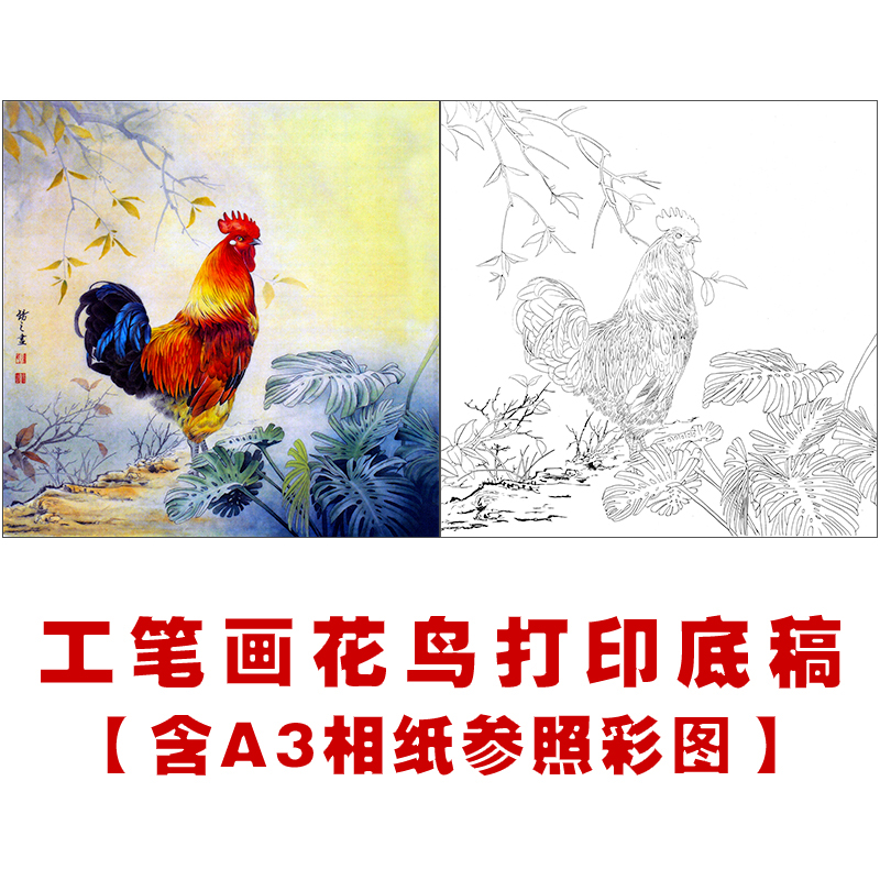 df165高清国画公鸡白描底稿工笔画花鸟小品斗方线描