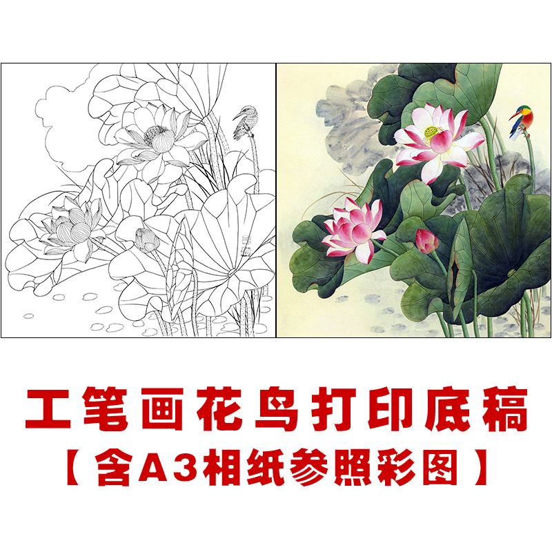 df154高清工笔画荷花白描底稿初学者国画花鸟入门临摹