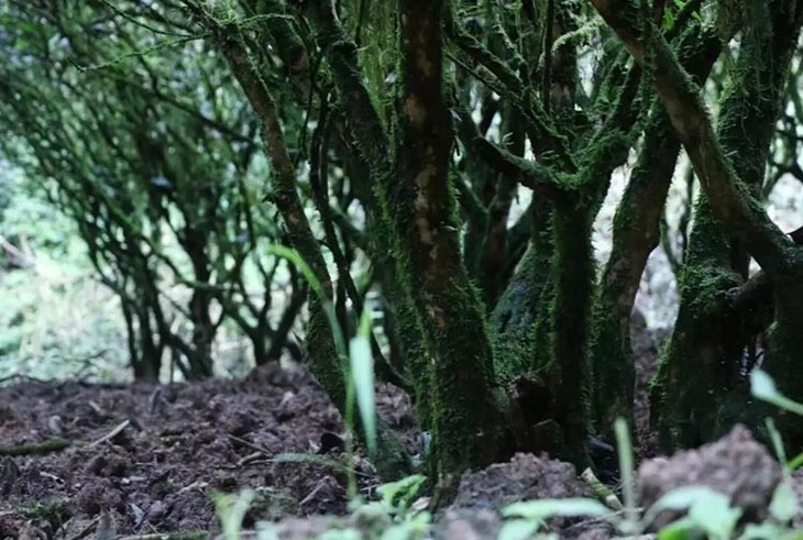 茶香记 竹窠老丛水仙2017 正岩核心山场 武夷岩茶 乌龙茶