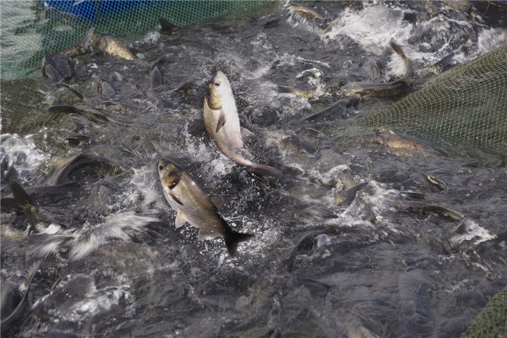 纯天然野生水库大头鱼 鳙鱼 鲢鳙 约3-4斤/条 每年只卖20天