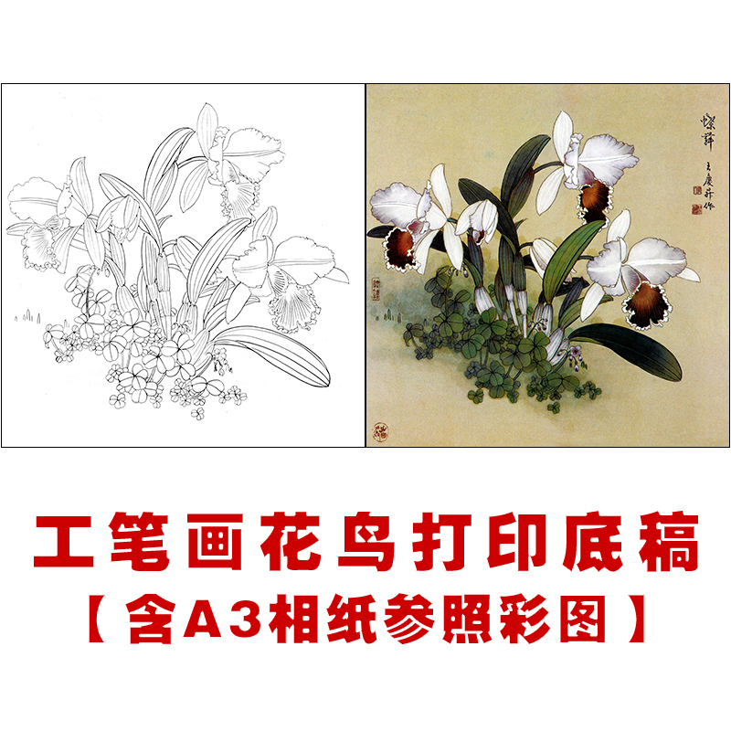 df136工笔画白描底稿临摹练习初学者入门国画花鸟兰花