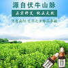 艾草精油(30ml/瓶) 商品缩略图7