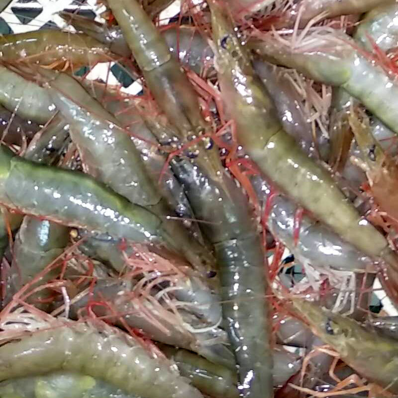 红须虾(下午4点后配送)