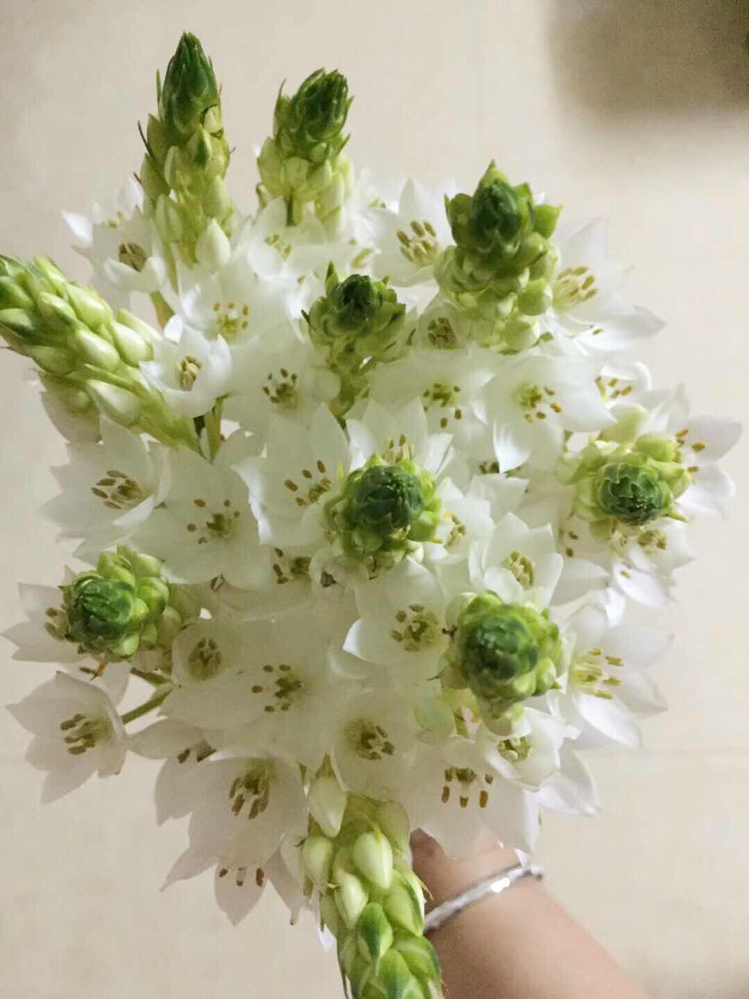 精品特惠|荷兰进口雀梅,花期超长,5支