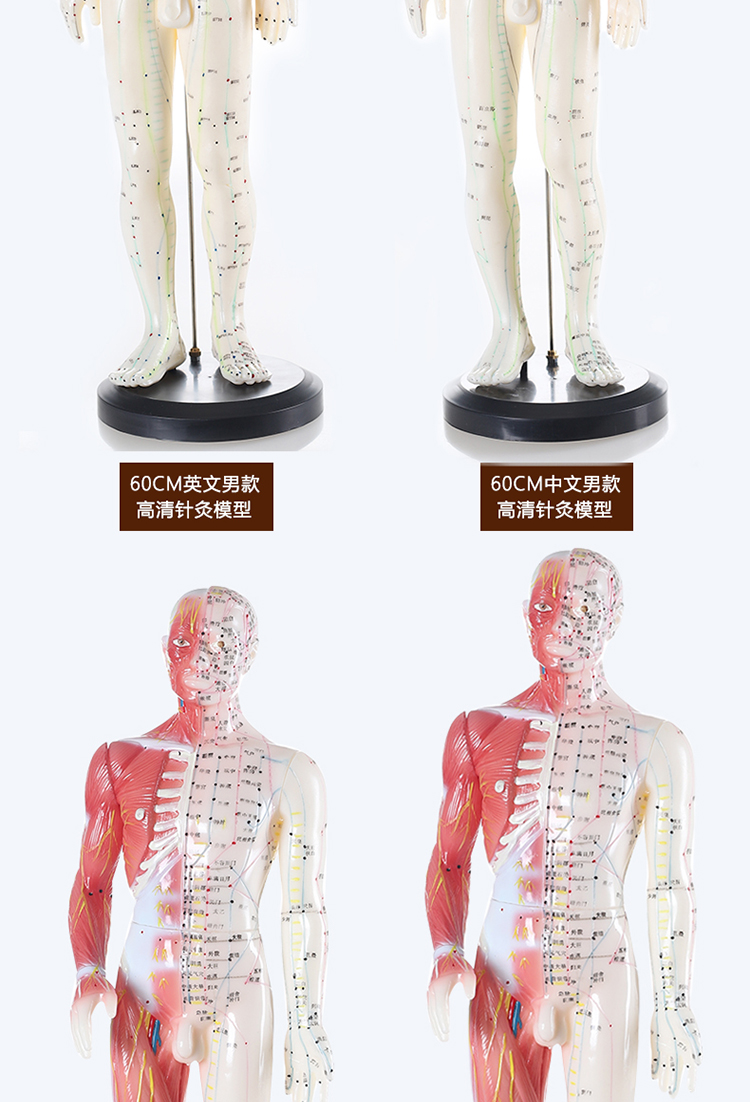 中医针灸穴位图人体模型50cm男女模型清晰经络小人体