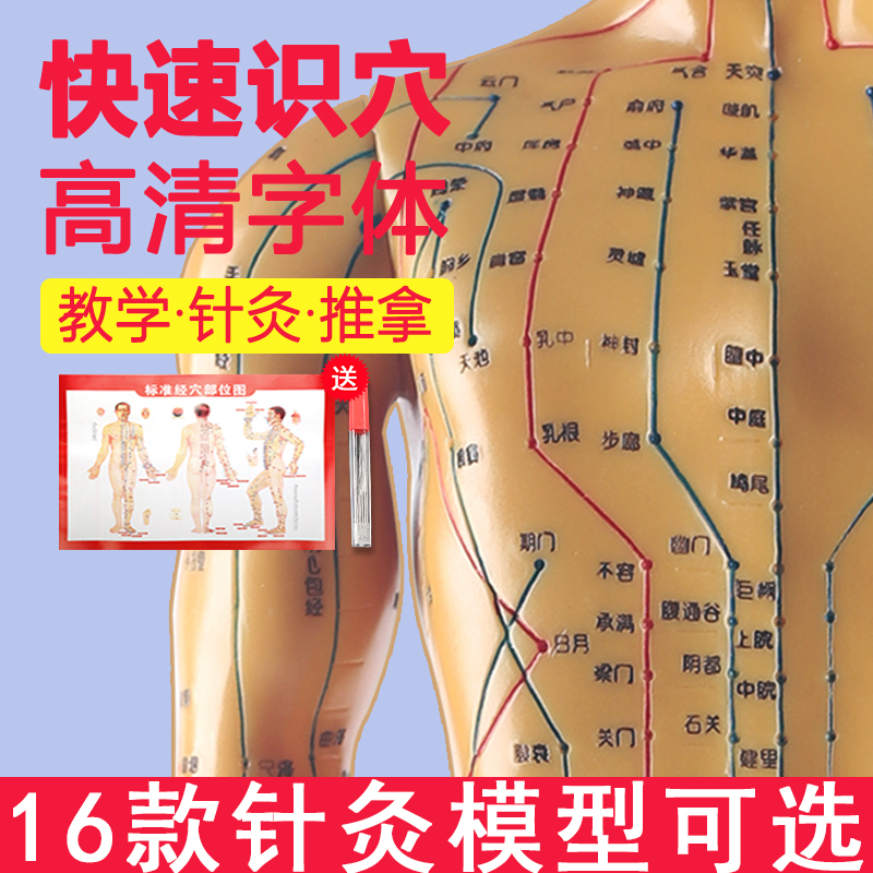 中医针灸穴位图人体模型50cm男女模型清晰经络小人体