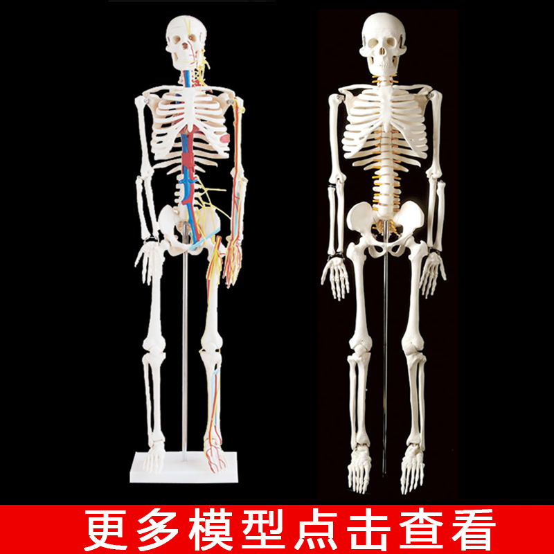 人体骨骼带心脏与血管模型85cm 人体骨骼模型人体关节