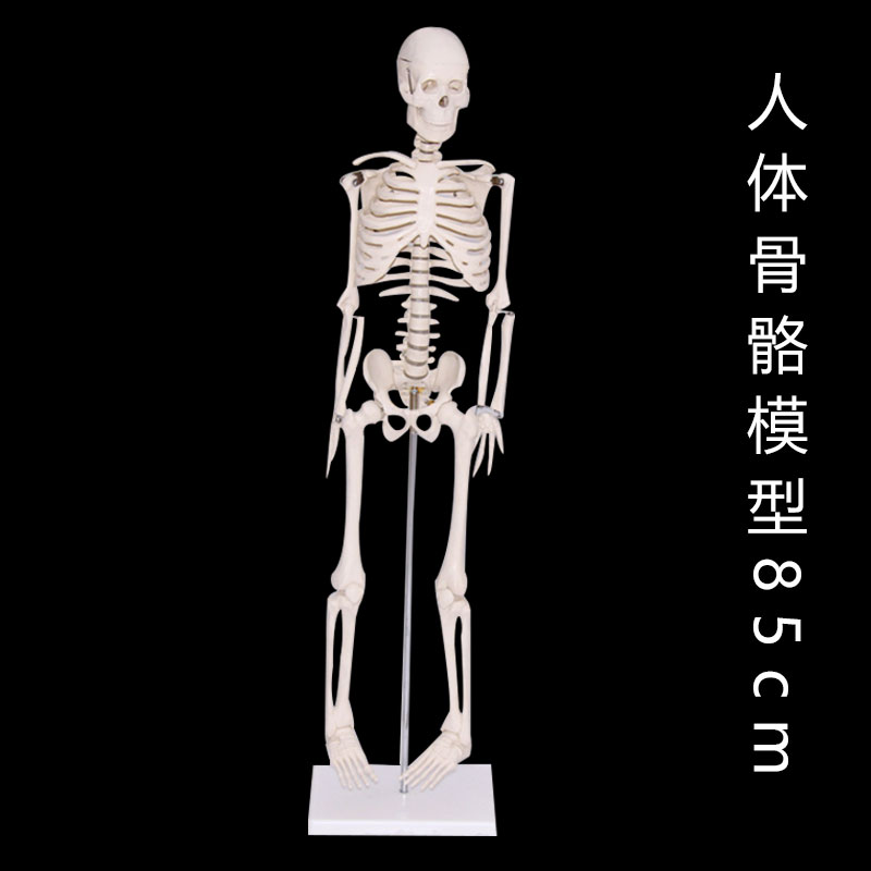 人体骨骼带心脏与血管模型85cm 人体骨骼模型人体关节