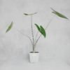 斑 马  Alocasia macrorrhiza 商品缩略图0