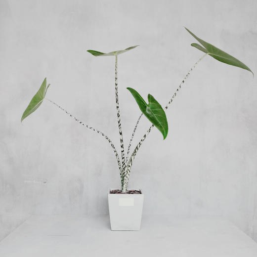 斑 马  Alocasia macrorrhiza 商品图0