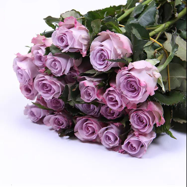 玫瑰-紫霞仙子