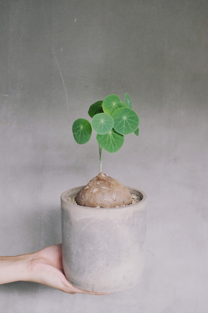 泰国进口 圆叶山乌龟(一物一拍)