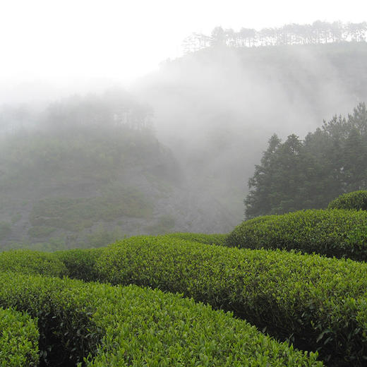陈年大红袍·正岩特级│武夷正岩茶，非遗大师游玉琼出品，七年陈茶，岩骨花香 商品图6