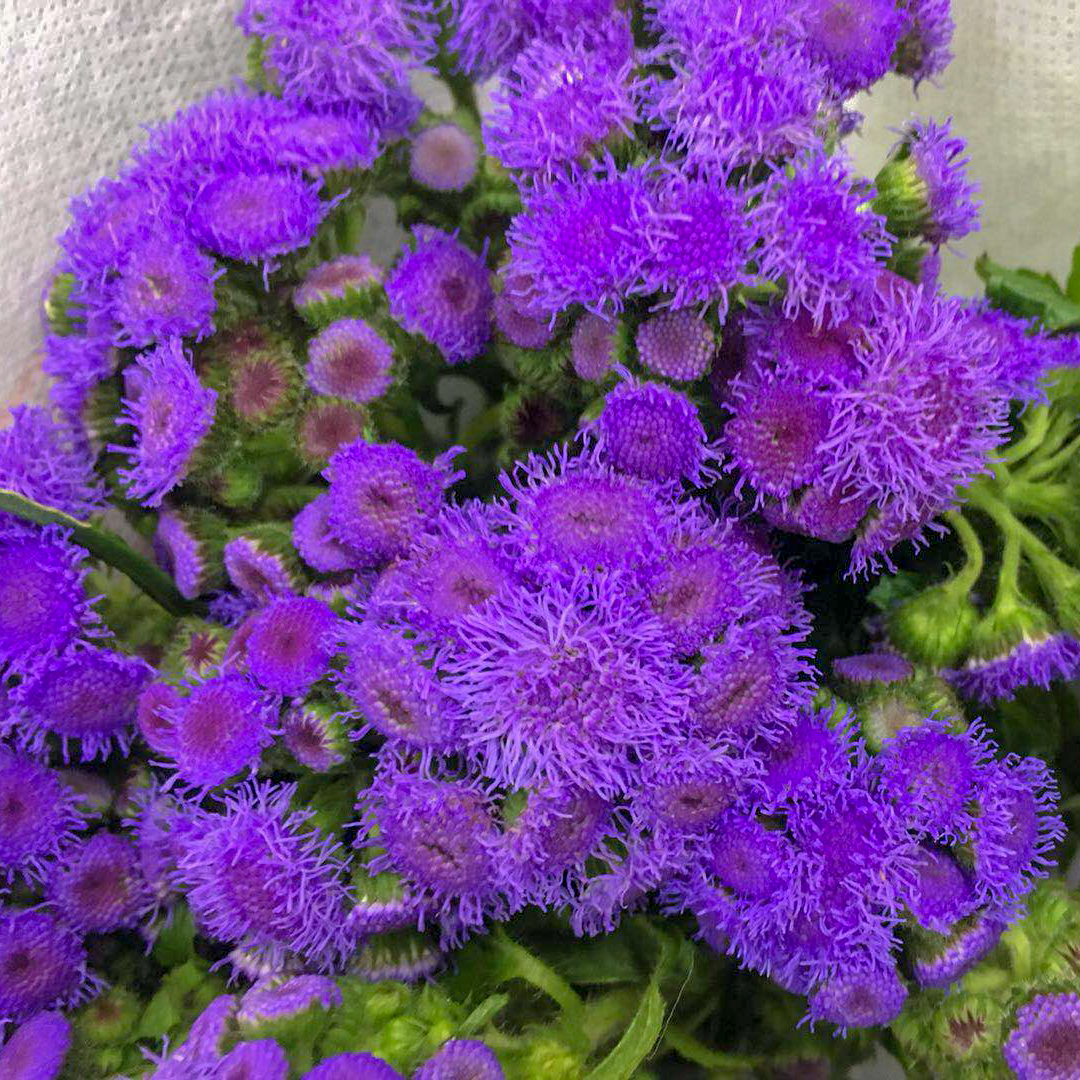藿香菊-紫色