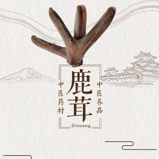 【鹿宝堂】鹿茸 商品图0