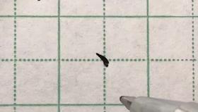 第3讲 基本笔画-右点