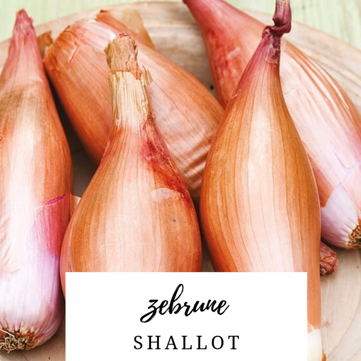 香蕉型洋葱夏洛特shallot 传家宝品种zebrune 法国品种