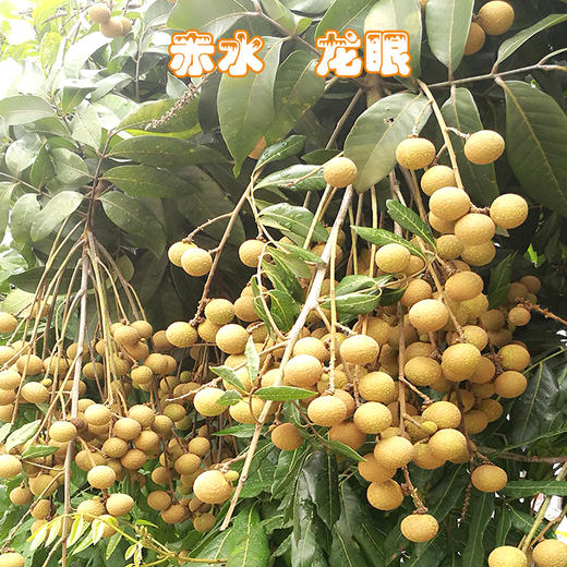 遵义赤水【元厚龙眼】 4.5斤带枝 新鲜直达 贵州桂圆值得一尝 贵州省内购买包邮 商品图1