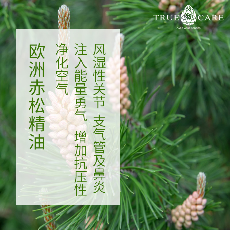 truecare进口欧洲赤松精油10ml关节风寒咳嗽支气管呼吸道免疫净化