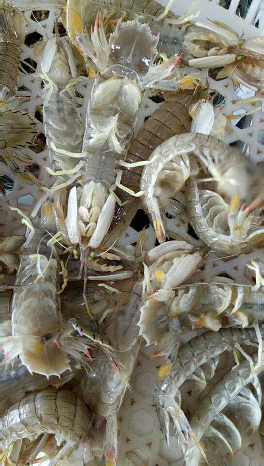 〖海天鲜〗鲜美无比的爬虾上市了,4斤山东省内包邮